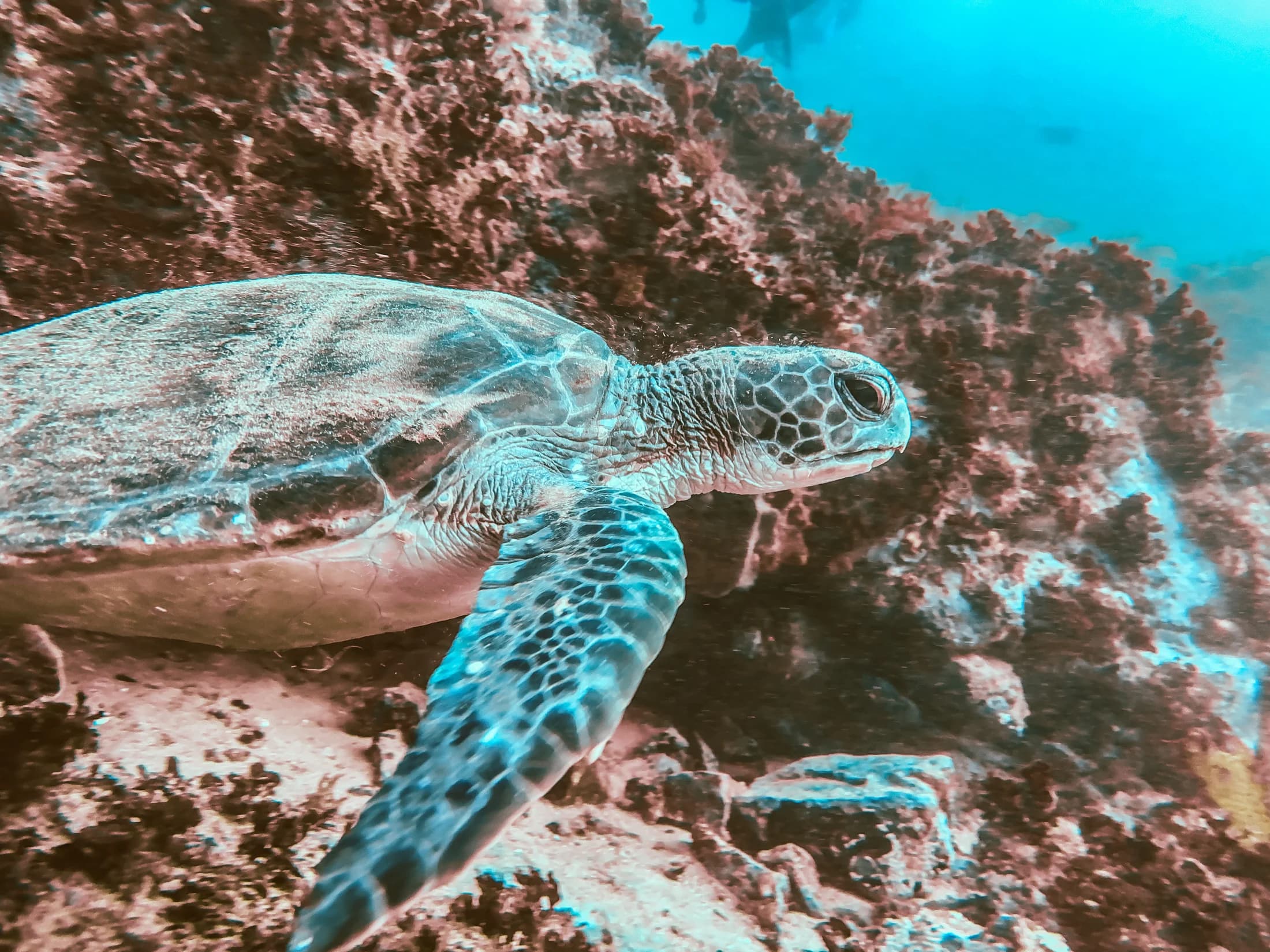 Sea turtle over reef by Croome Photography