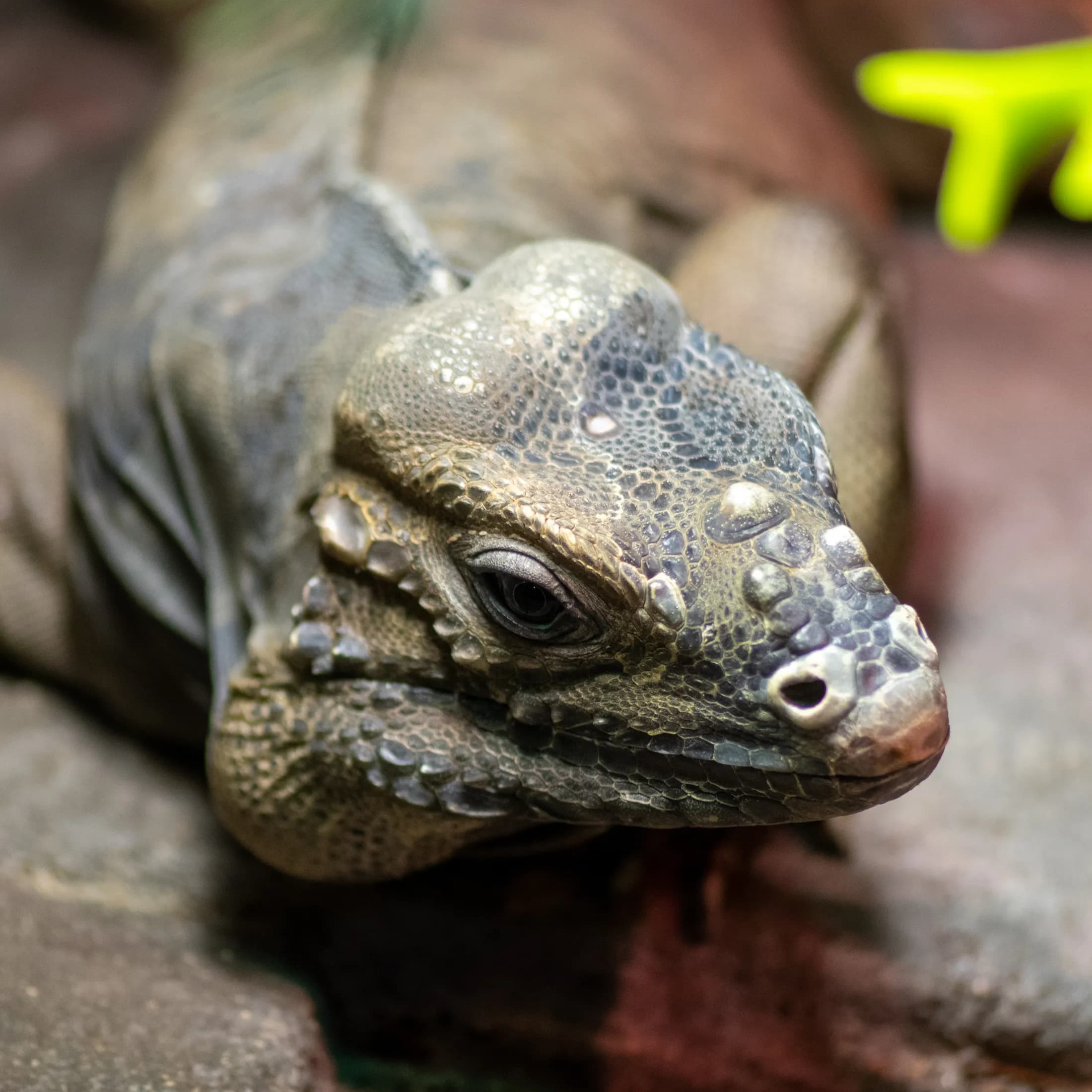 Goanna monitor lizard detail by Croome Photography