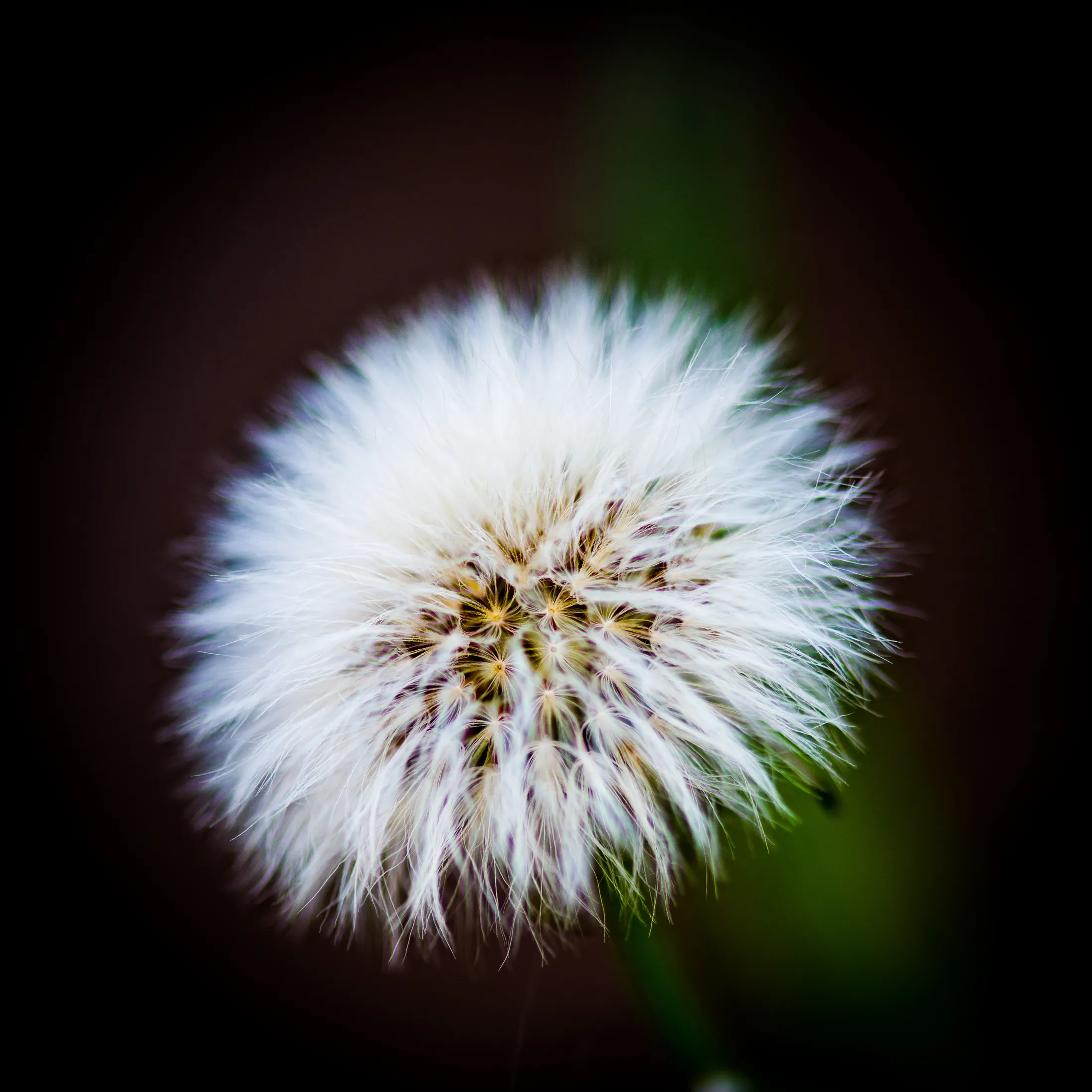 Backlit dandelion seed head by Croome Photography
