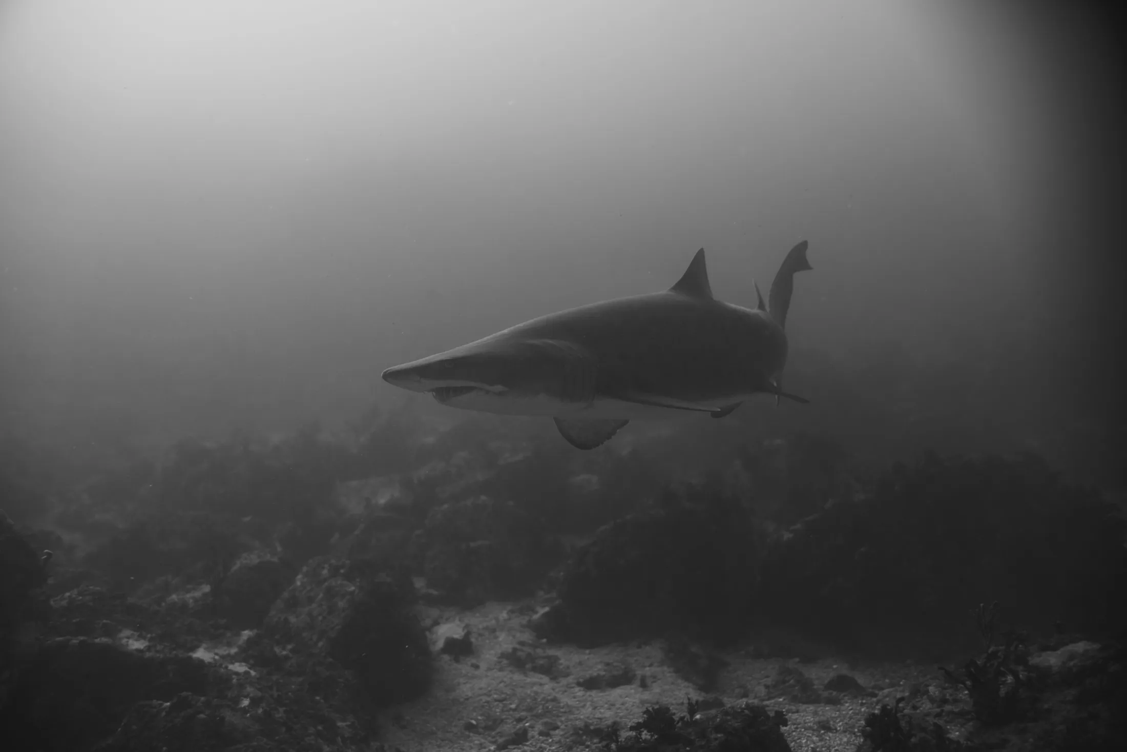 Shark photographed underwater in monochrome by Croome Photography