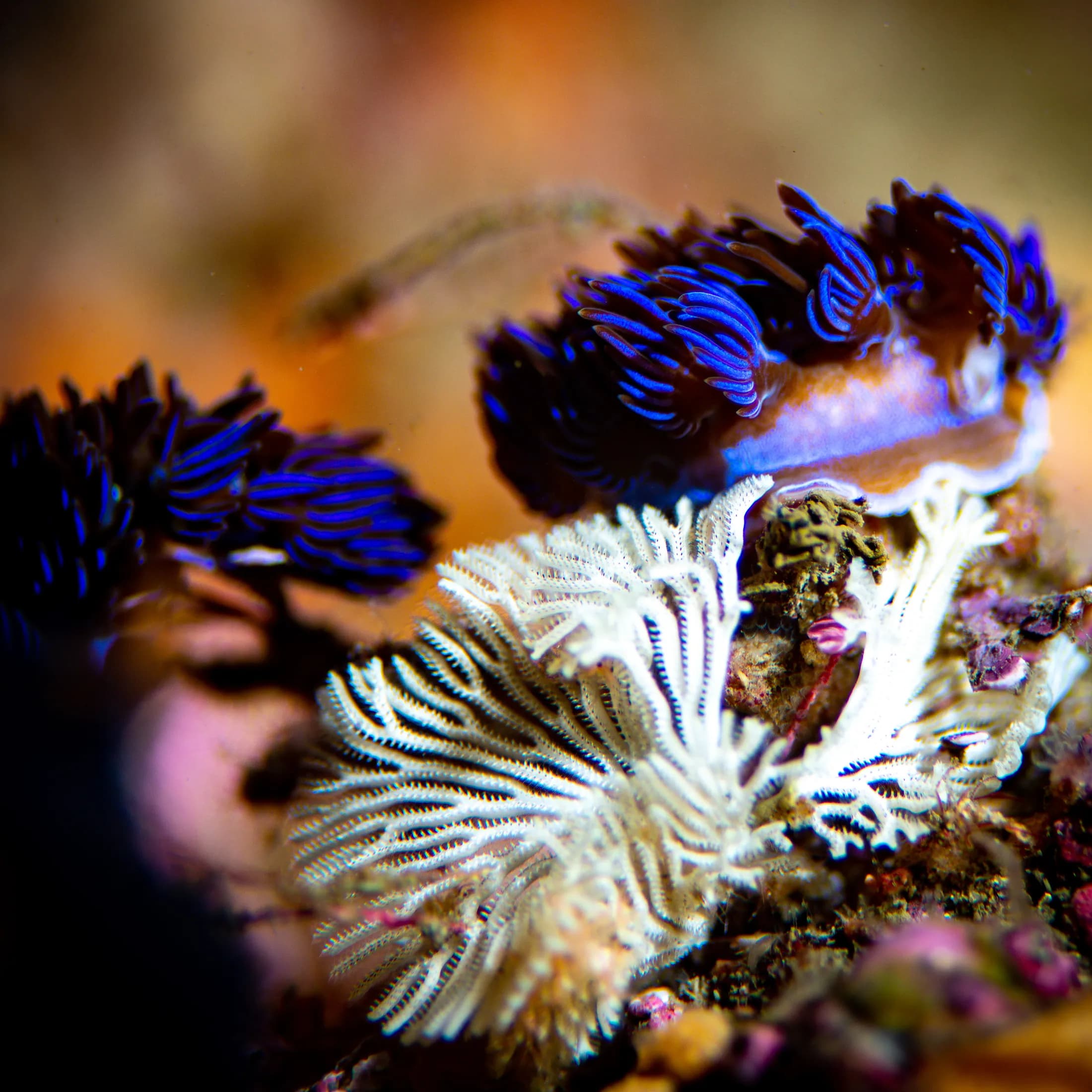 Colourful nudibranch sea slug photographed underwater by Croome Photography