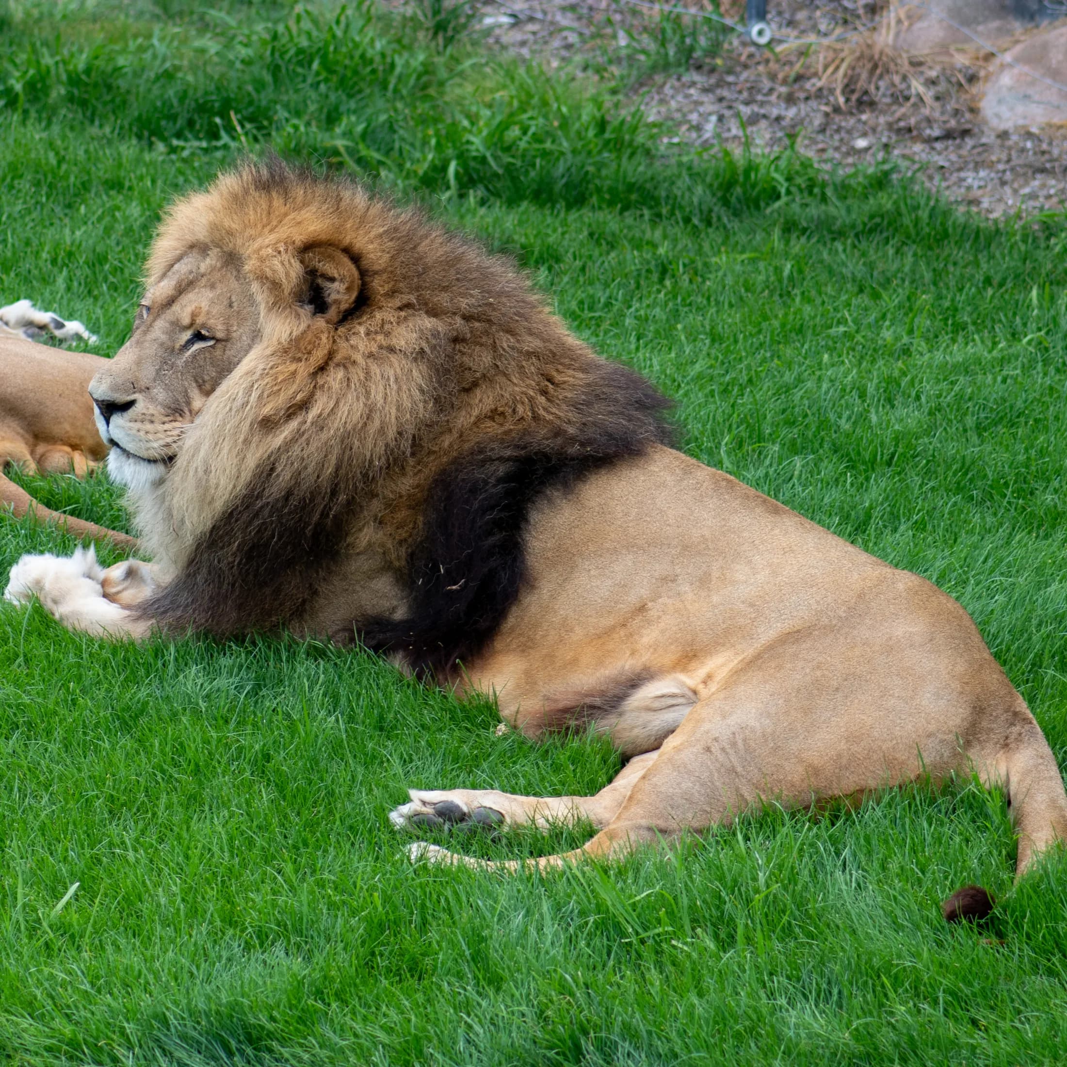 Lion resting in grass by Croome Photography