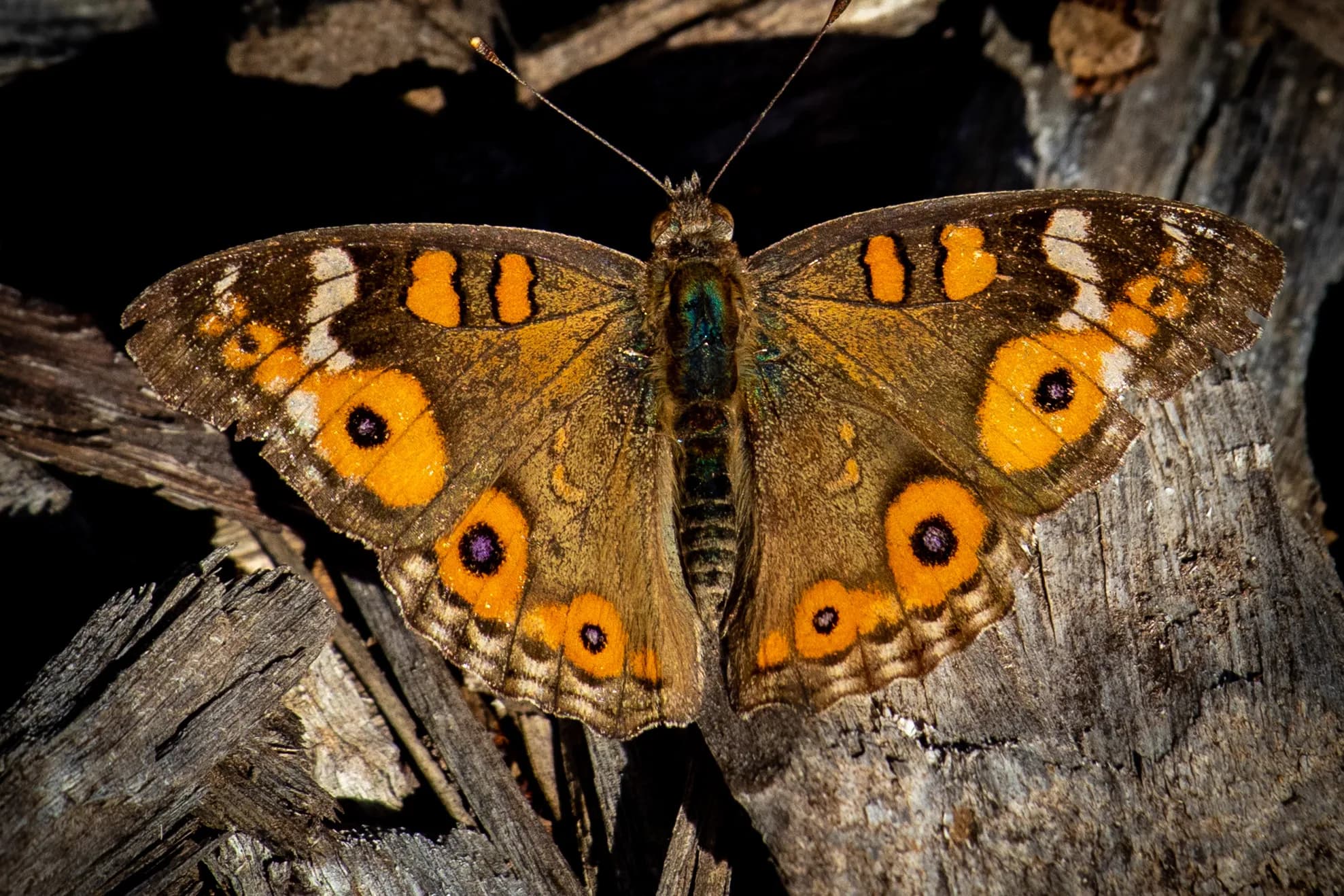Butterfly resting with open wings by Croome Photography