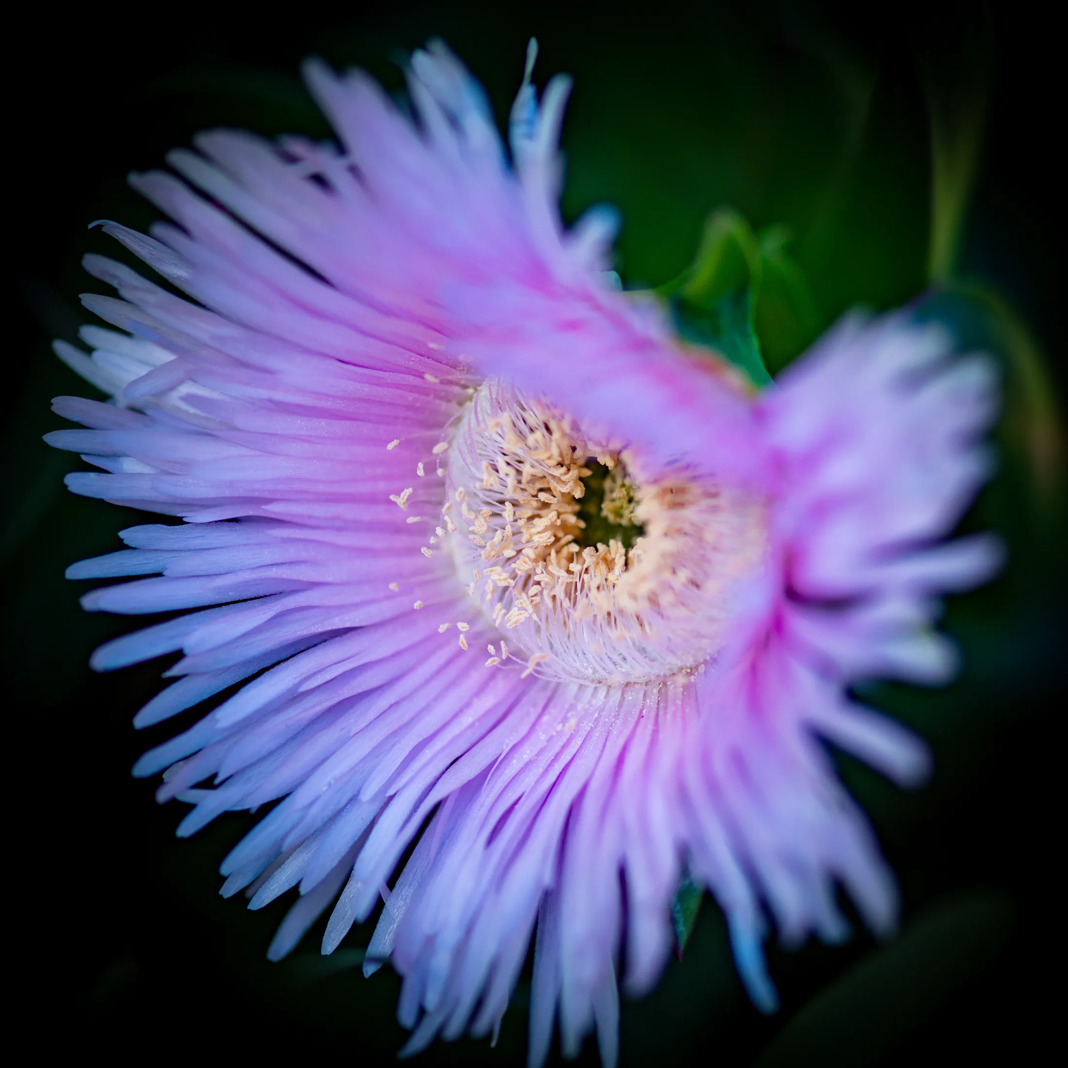Bee on a purple aster flower by Croome Photography